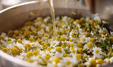 Close-up of chamomile flowers being distilled, nature beauty background AI generated