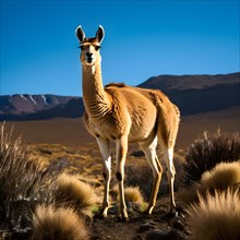 Guanaco standing on a solitary hill in the patagonian deserts sparsely vegetated landscape, AI