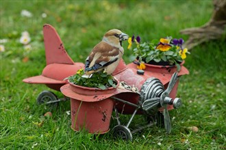 Hawfinch female with food in beak standing on aeroplane with flower pots in green grass seen from