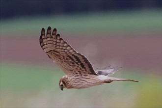 Montagu's harrier female with open wings flying left looking