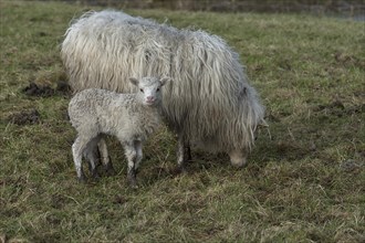 Moorschnucke (Ovis aries) with her lamb on the pasture, Mecklenburg-Vorpommern, Germany, Europe
