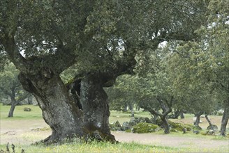 Old holm oaks (Quercus ilex), Extremadura, Spain, Europe