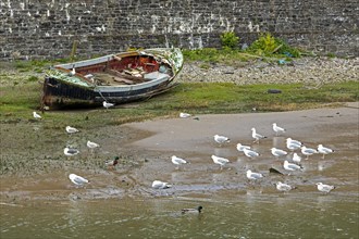 Fishing boat, seagulls, Conwy, Wales, Great Britain