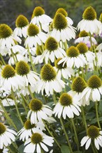 Close-up of erect Echinacea purpurea 'White Lustre', Coneflowers with green disks in summer,