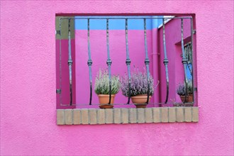 Colourful houses, Burano, Burano Island, Window lattice with purple flower pots in front of a pink