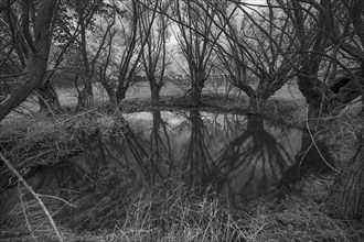 Dramatic, ghostly, willows (Salix), reflected in a water-filled shall, Mecklenburg-Vorpommern,