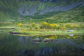 Landscape on the Lofoten Islands with a lake and birch trees. The landscape is reflected in the