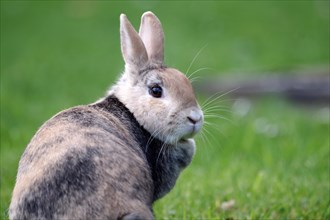 Rabbit (Oryctolagus cuniculus domestica), portrait, meadow, looking, A cute rabbit sits in the