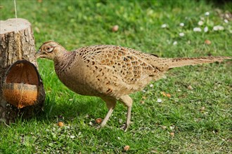 Female pheasant standing in green grass next to tree stump with food bowl on the left looking left