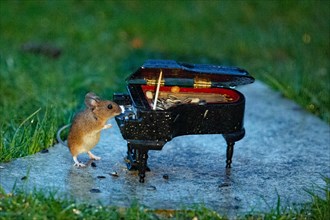 Wood mouse leaning against piano on stone slab in green grass standing playing looking right