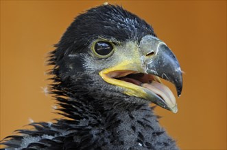 Young bald eagle (Haliaeetus Leucocephalus), Fuerstenfeld Monastery, Young eagle with black plumage
