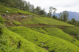 Road through green hills with tea plantations in Munnar, Kerala, India, Asia