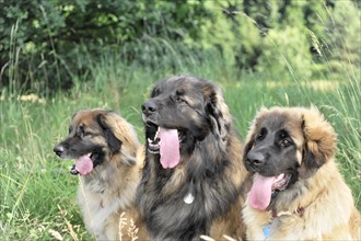 Leonberger dogs, Three dogs with different directions of view sitting together, Leonberger dog,