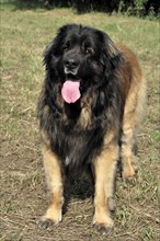 Leonberger dog, Brown-black dog with tongue sticking out standing on grass, Leonberger dog,