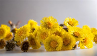 Close-up of coltsfoot flowers with focus on the texture, medicinal plant coltsfoot, Tussilago