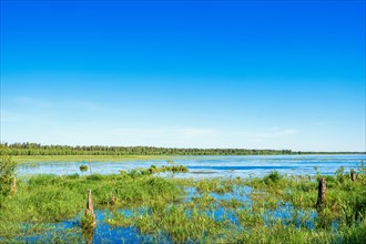 View at a flooded wetland with green aquatic plants a sunny beautiful summer day