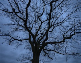 Dramatic, ghostly, oak tree (Quercus) silhouetted against the rainy sky, Mecklenburg-Vorpommern,