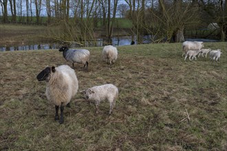 Horned Mooeschnucken (Ovis aries) with their lambs on the pasture, Meckenburg-Vorpommern, Germany,