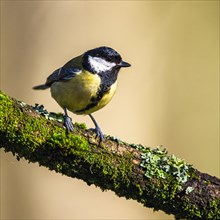 Great Tit, Parus major, bird in forest at winter sun
