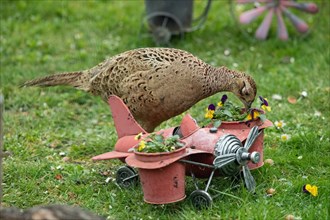 Female pheasant standing next to aeroplane with flower pots in green grass looking down right
