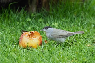 Blackcap male standing next to apple in green grass, looking left