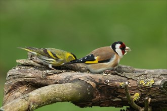 Goldfinch with food in beak sitting on branch on the right looking next to siskin