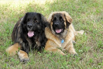 Leonberger dogs, Two friendly looking Leonberger dogs on a summery meadow, Leonberger dog,