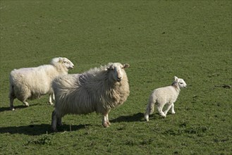 Sheep, lamb, Conwy, Wales, Great Britain