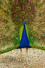 A peacock is standing in the dirt with its tail spread out. The bird is surrounded by a variety of