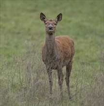 Red deer (Cervus elaphus) hind, red deer standing on a forest meadow, captive, Germany, Europe