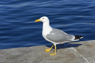 Yellow-legged gull (Larus michahellis), Marseille, Gull standing on a harbour dam with sea and sky