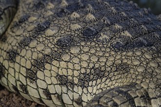 Nile crocodile (Crocodylus niloticus) Mziki Private Game Reserve, North West Province, South