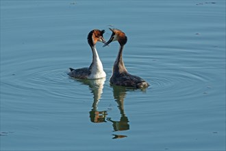 Great crested grebe two adult birds in water with mirror image courtship swimming next to each