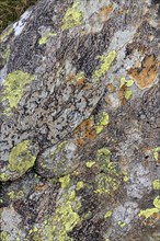 Lichens and fungi on stone, Snowdonia National Park near Pont Pen-y-benglog, Bethesda, Bangor,