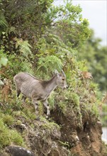 Nilgiri tahr (Nilgiritragus hylocrius, until 2005 Hemitragus hylocrius) or endemic goat species in