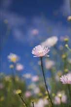 Close-up of mauve Erigeron, Fleabane flowers against a blue sky in late summer, Quebec, Canada,