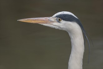 Grey heron (Ardea cinerea) portrait, Germany, Europe