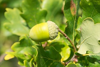 Close-up of a green acorn, unripe fruit of the English oak (Quercus pedunculata) or summer oak or