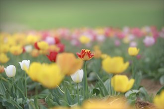 Field of yellow and white tulips with red accents