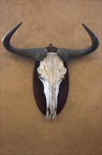 Hunting trophy of a wildebeest skull on a wall, shot in 1912 in the former German South West