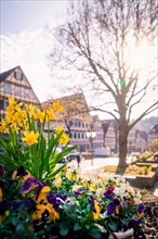 Spring flowers in bloom with half-timbered houses in the sunny town centre, Calw, Black Forest,