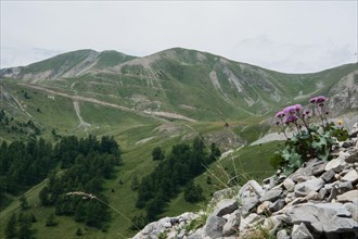 Montgenevre landscape, mountain, flower, france