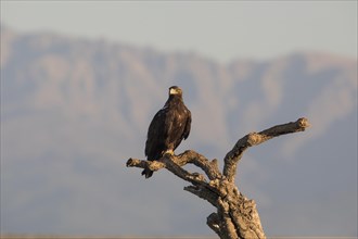 Iberian Eagle, Spanish Imperial Eagle (Aquila adalberti), Extremadura, Castilla La Mancha, Spain,