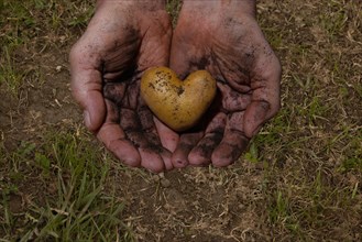 Potato (Solanum tuberosum) freshly harvested in heart shape