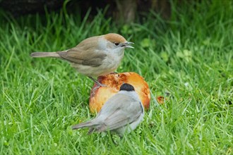 Blackcap male and female with open beak sitting on apple in green grass looking different