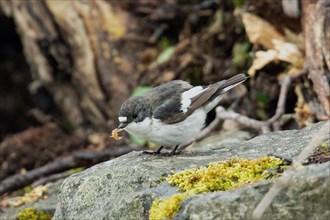 Pied flycatcher with food in beak sitting on stone looking left