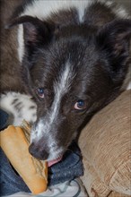 Close-up of a border collie dog on the sofa at home looking at the camera with a piece of bread