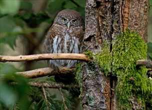 Pygmy Owl (Glaucidium passerinum), captive, Bavarian Forest National Park, Bavaria, Germany, Europe