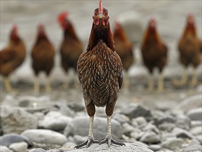 A group of chickens with red combs standing on a pebbled surface, AI generiert, AI generated