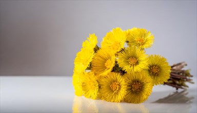 A cheerful bunch of coltsfoot flowers in a glass vase reflected on a surface, medicinal plant